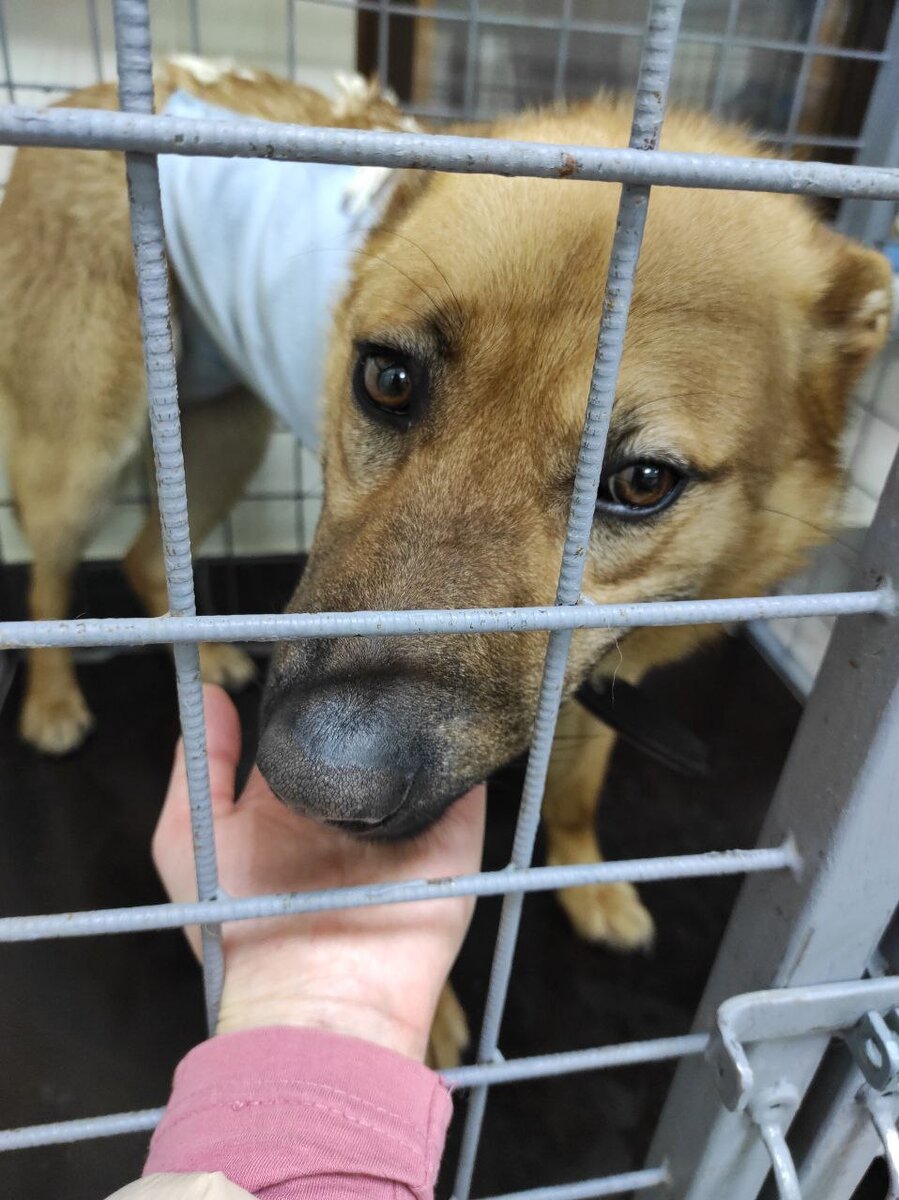 Есть люди, которые хотят стерилизовать всех животных, лишь бы приюты разгрузить. А здесь история о том, как хотели плодить щенков от бездомной собаки...