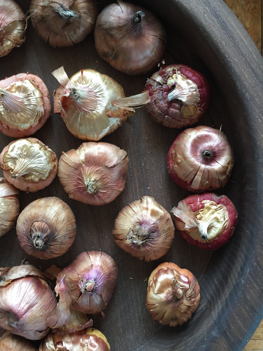 гладиолусы сезон 2021