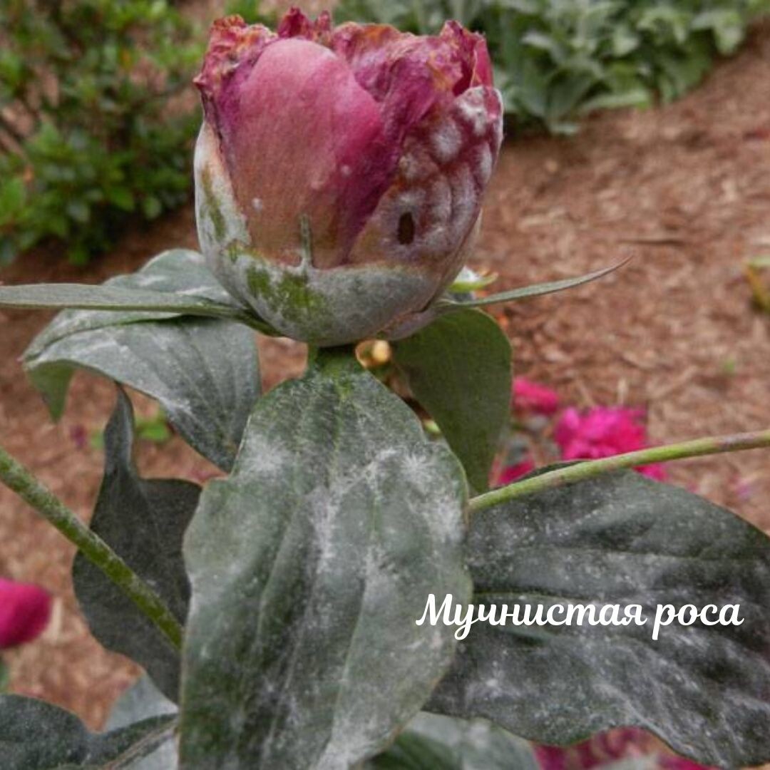 Септориоз на листьях пиона