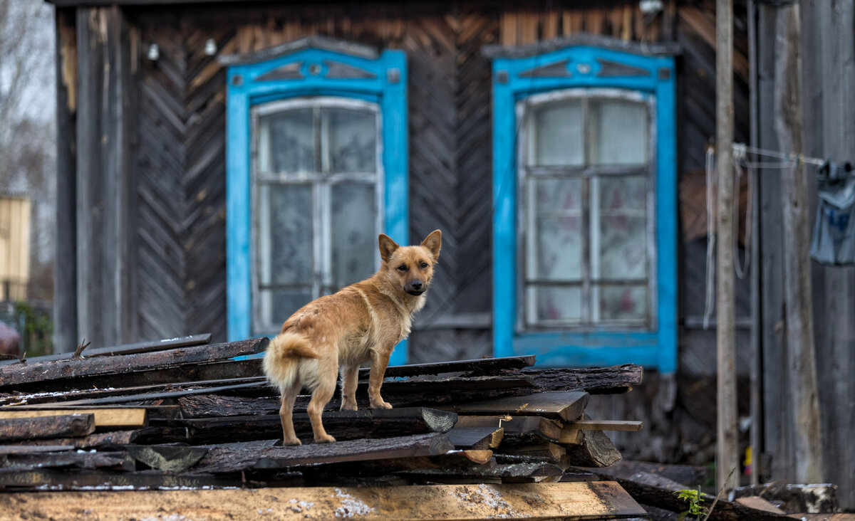 Бездомные собаки в деревне