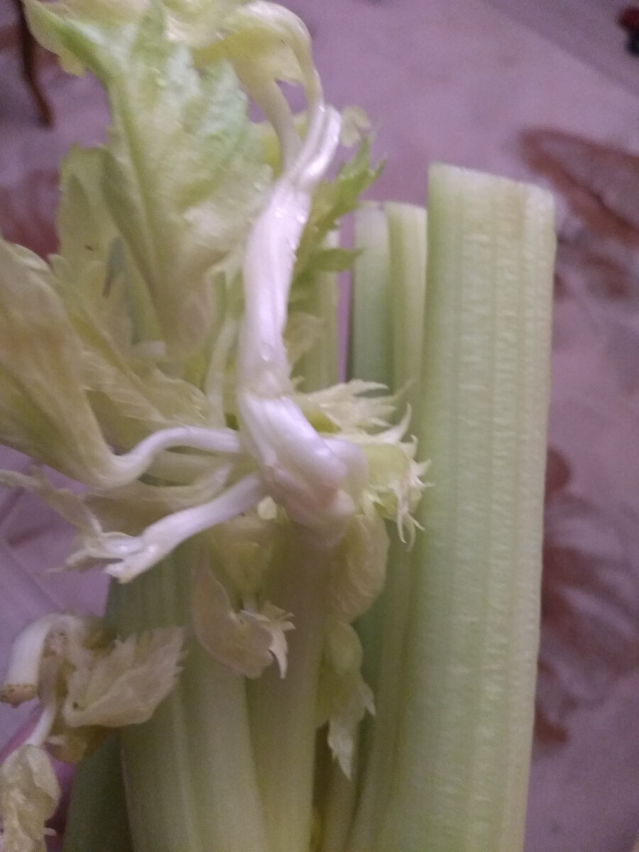 Фото автора. Стебли сельдерея с порослью