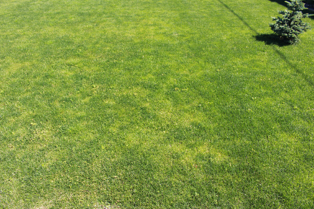 светлые пятна это и есть однолетний мятлик, который очень заметен на тёмно-зелёном листе сортового собрата  ( 17.06.21 )