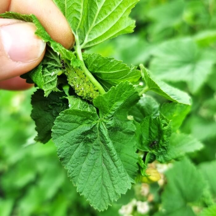 Появилась тля на концах побегов смородины во время её цветения