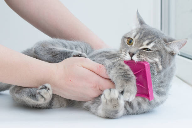 Почему кошка кусает, когда её гладишь? 5 способов отучить ее кусаться [Кошки - cats]