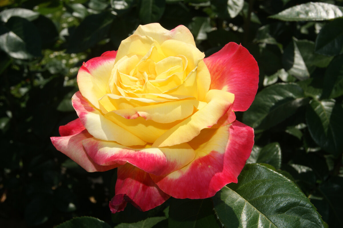 Розы Ботанического сада МГУ. Фото автора. Июль 2022 года.