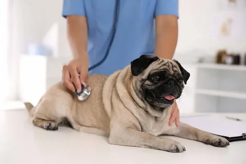 Определение и характеристики