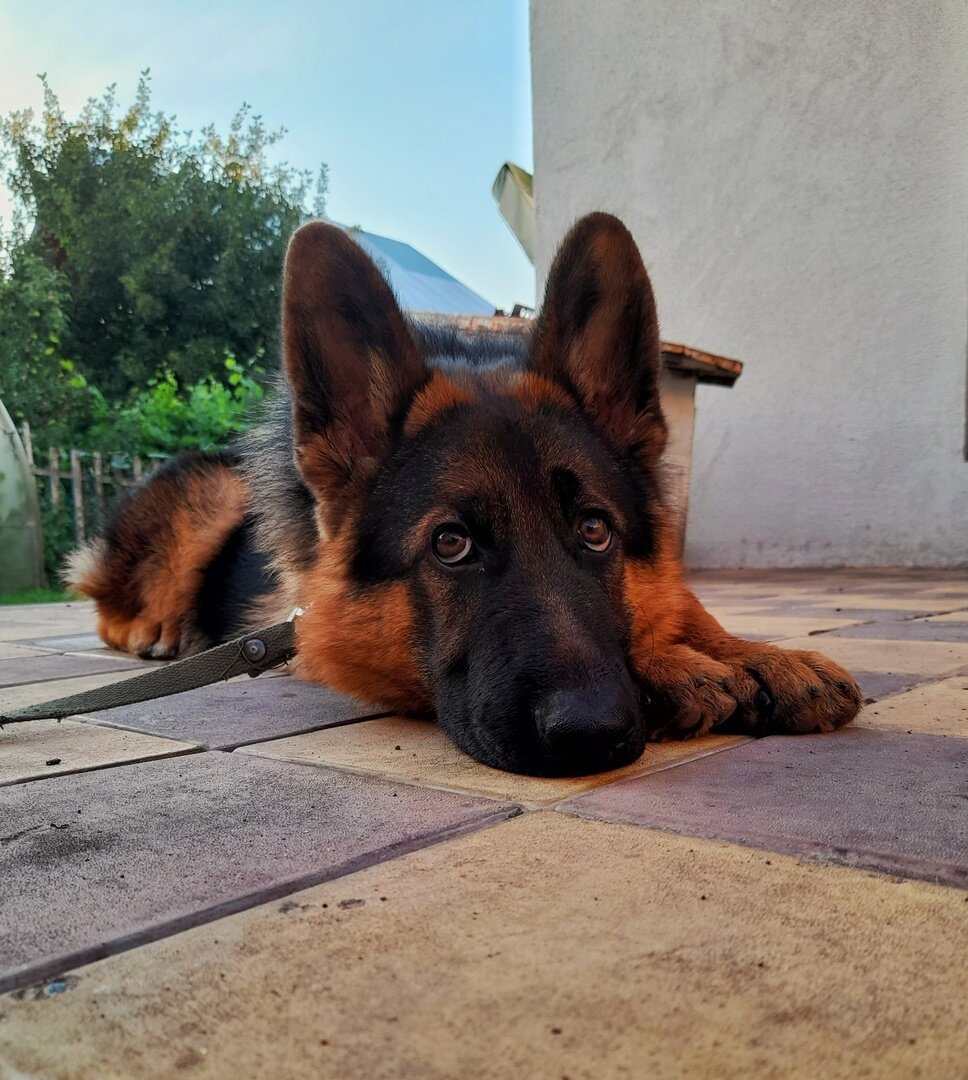 Немецкая овчарка, 4 месяца