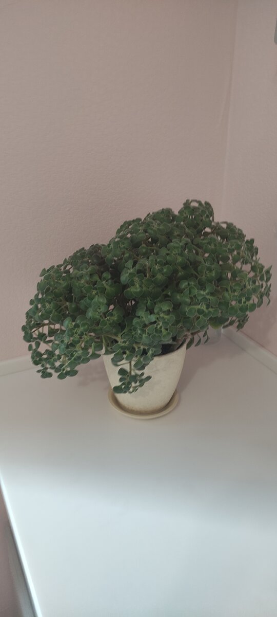 Вот таким был мой последний большой аихризон. Для масштаба: горшок 15 см в высоту. 