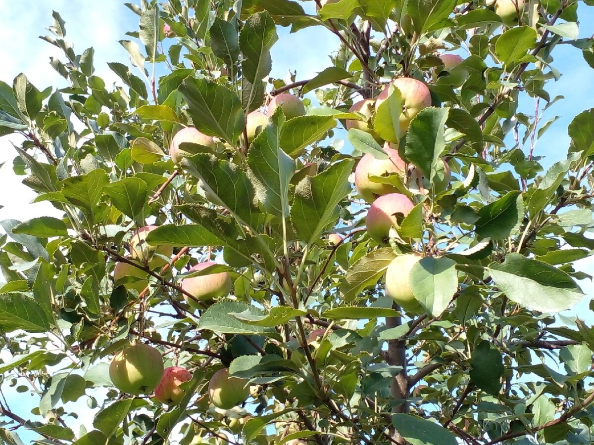 Куда девать падалицу яблони, сливы, вишни и других плодовых деревьев