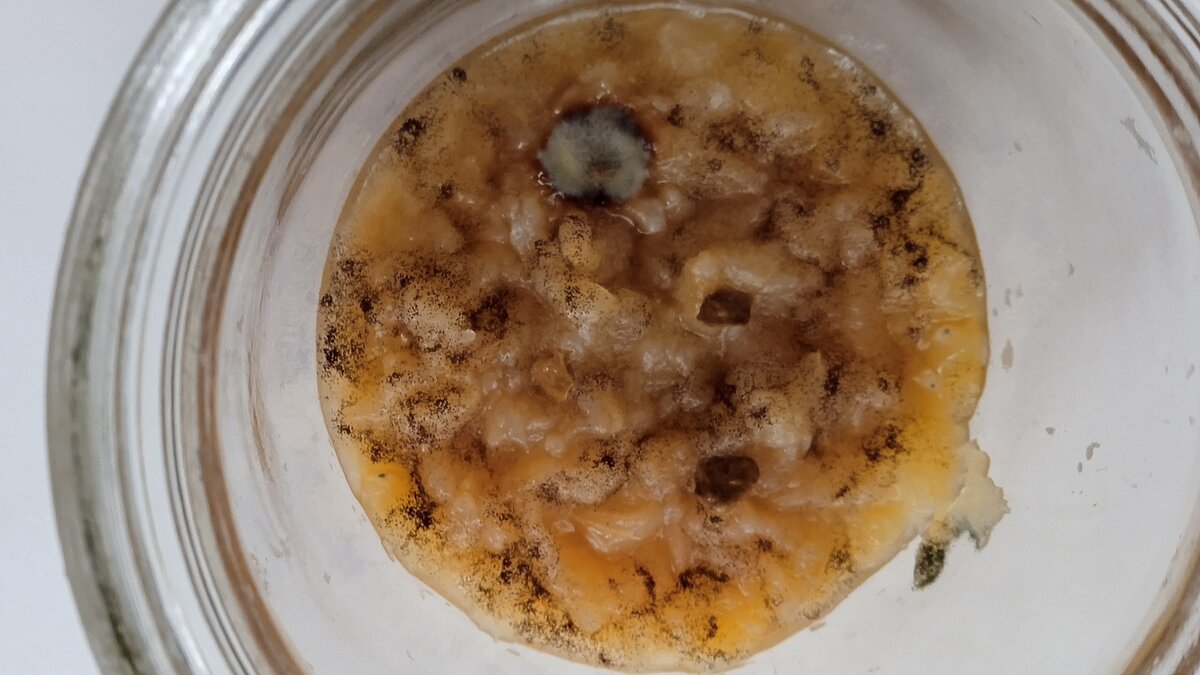 4 ноября 2022 года. Появились чужеродные грибы