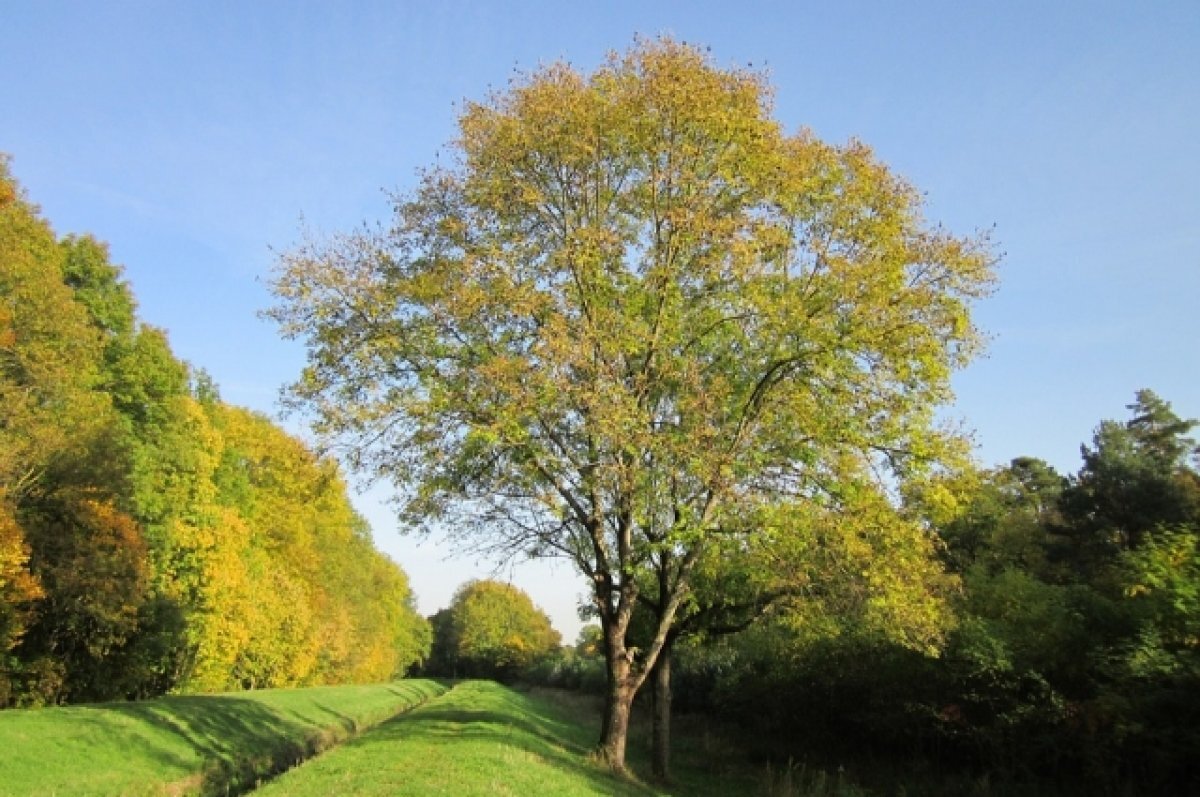    Новой достопримечательностью Моздока стала Аллея русской азбуки