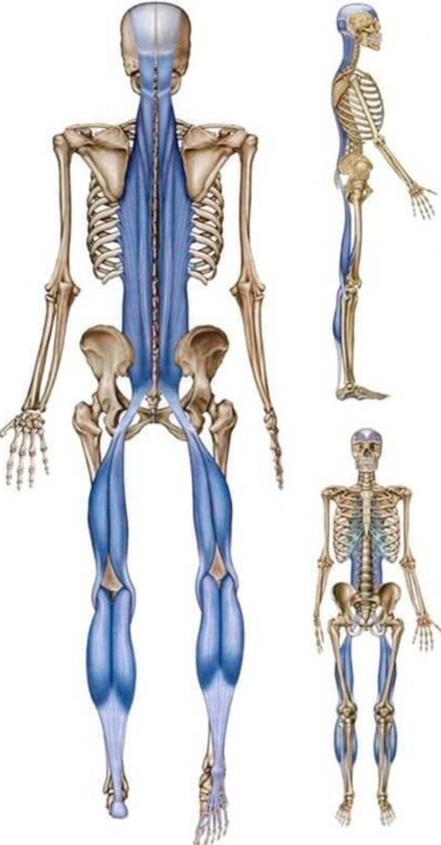 Фасциальные цепи человека