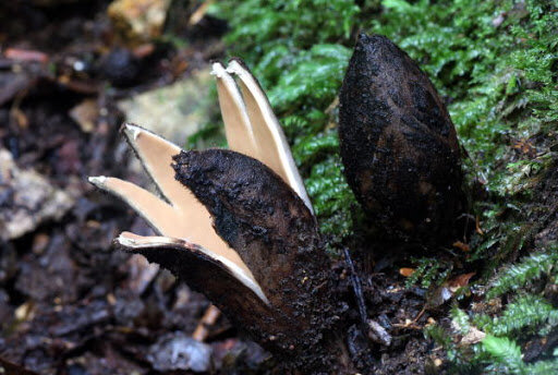 Раскрытие «звездовика»