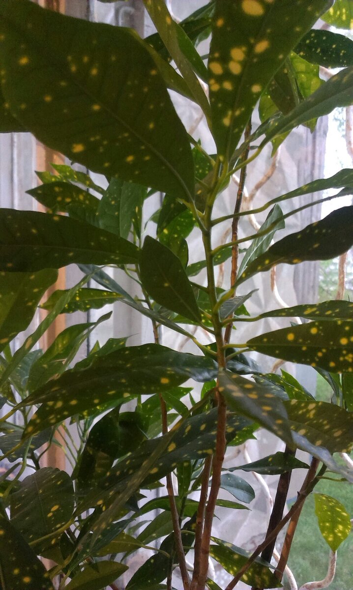 Кротон акуболистный