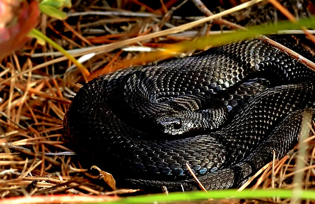 Какие змеи черные. Гадюка Никольского (Vipera nikolskii). Гадюка обыкновенная черная. Чёрная гадюка змея. Гадюка меланист.