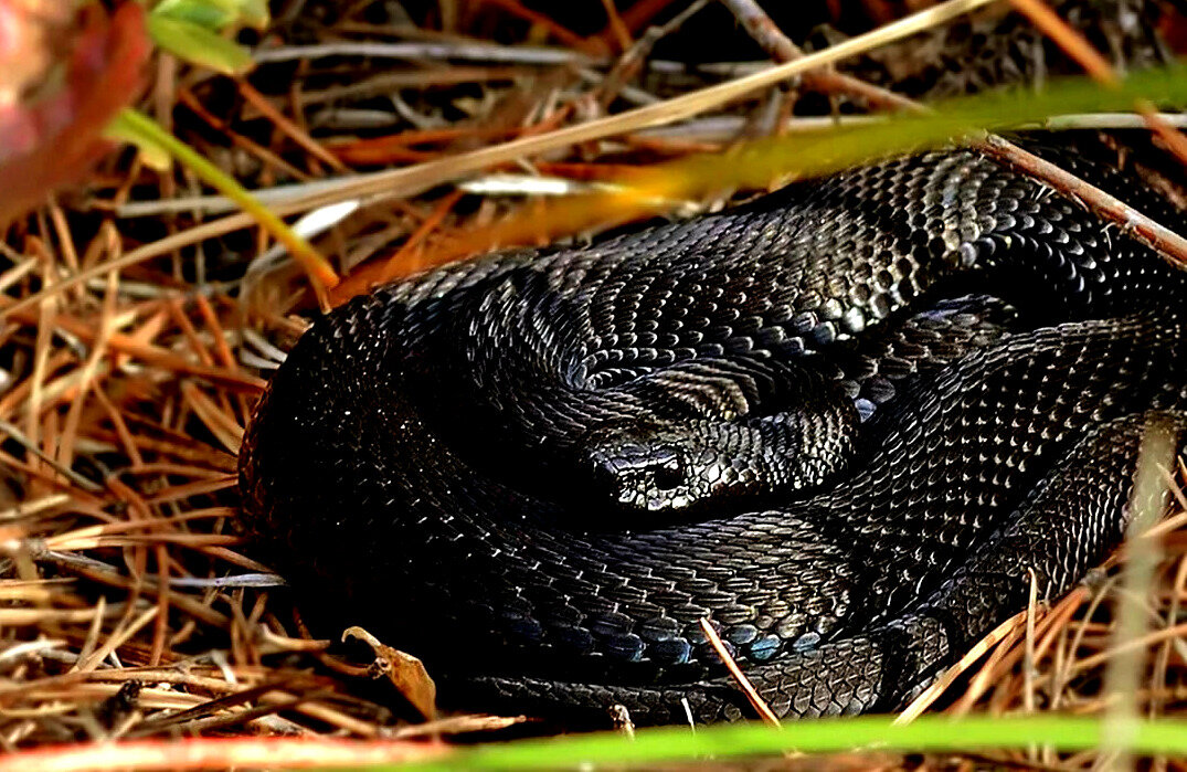 Территория гадюки. Гадюка Никольского (Vipera nikolskii). Чёрная гадюка змея. Гадюка меланист. Гадюка обыкновенная черная.