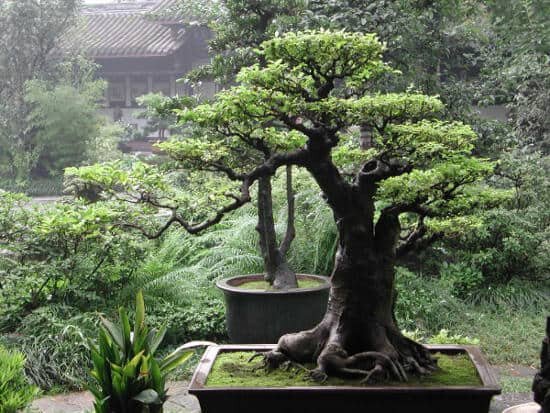 Денежное дерево, дерево счастья и дерево здоровья и долголетия