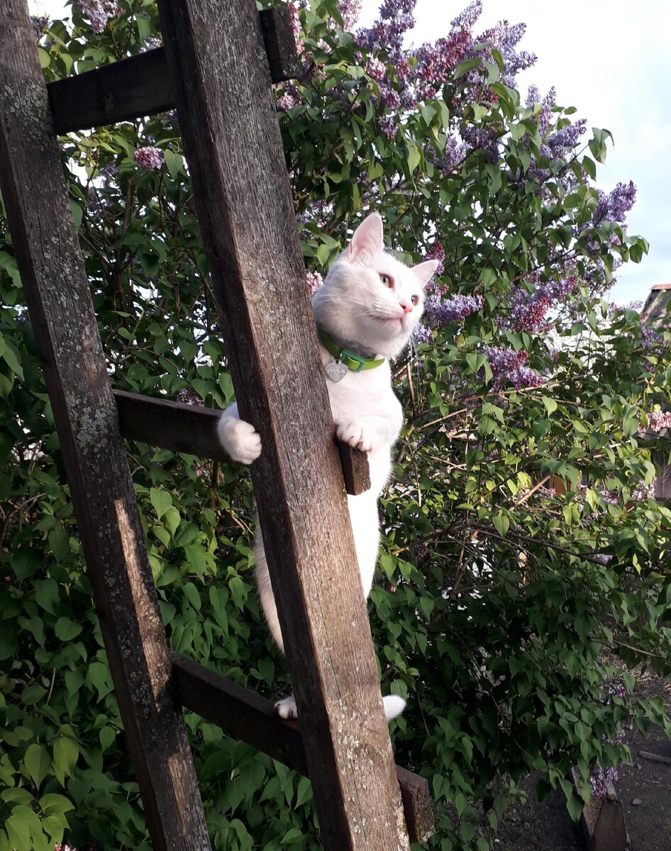 Снежок в деревне