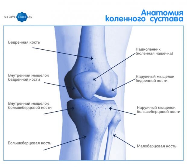 Надколенник коленного сустава фото