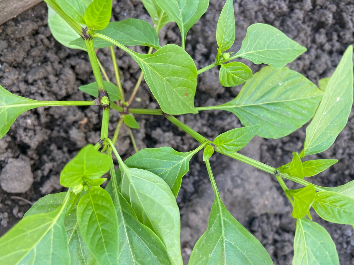 Прищипывать рассаду перца. Прищипывать рассаду перца. Прищипывать рассаду перца. Прищипывать рассаду перца. Прищипывание рассады перца.