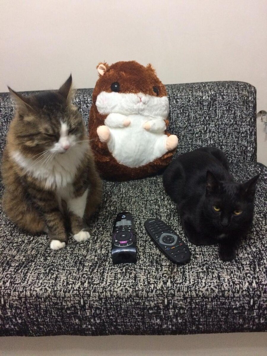 Пончик и Симба. 