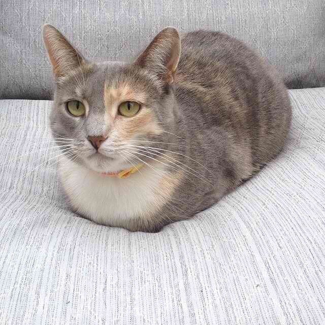 Поза бушанки 