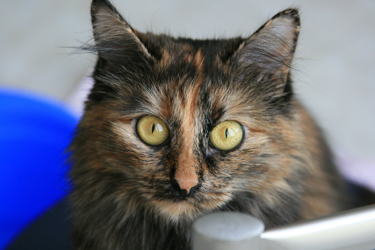 Цветная кошка