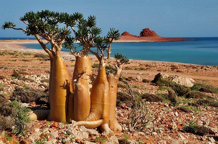 Острое в природе. Архипелаг Сокотра. Архипелаг Сокотра Йемен. Socotra Island индийский океан. Природа острова Сокотра.