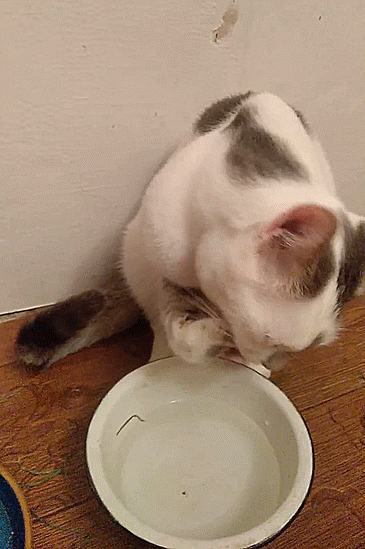 Кот Киса пьет воду лапой. Все фото и гифки сделаны автором