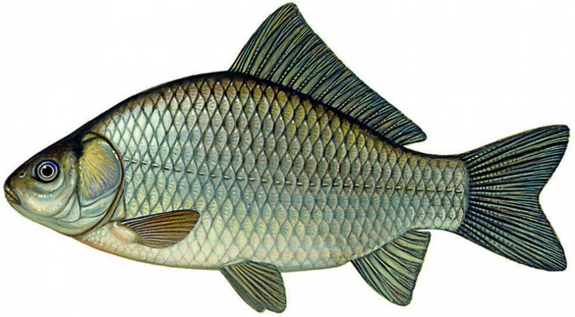 Серебряный карась