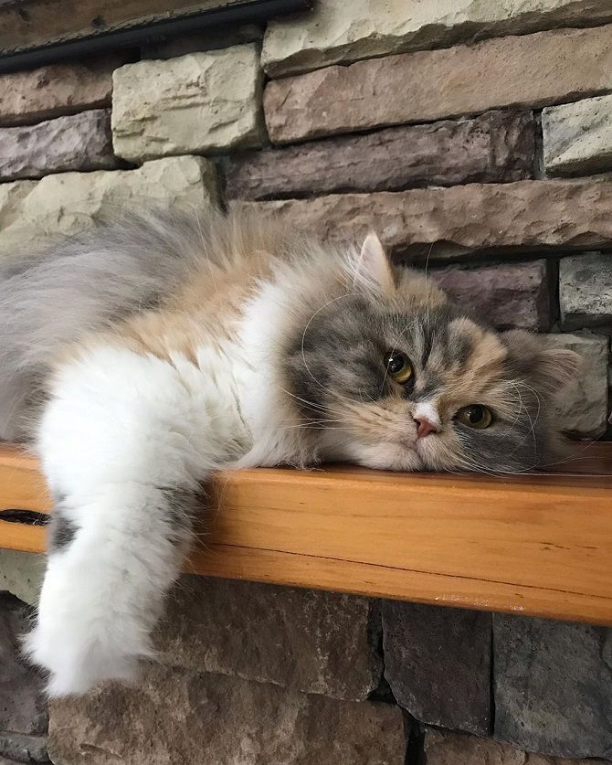 Персидская кошка