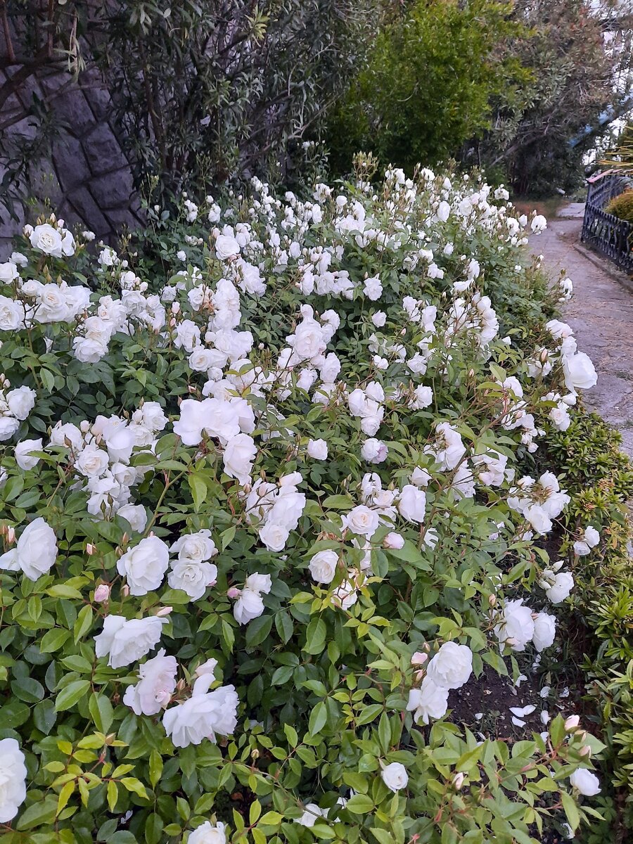 Огромный куст белых роз в Кореизе. Май 2020, фото из личного архива.