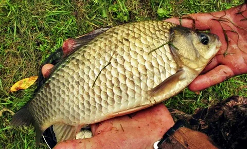 Крупный карась.