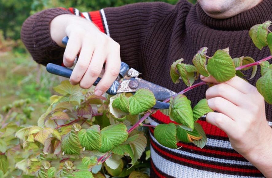 Обрезка побегов