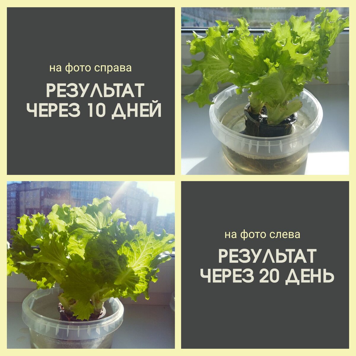 Листья салата