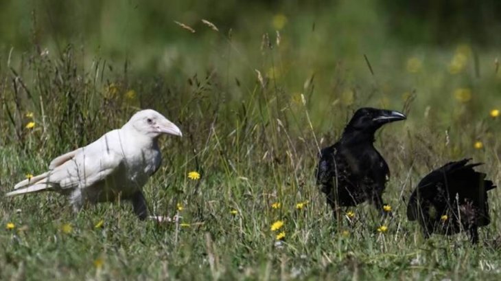 Фото из общедоступной сети Интернет