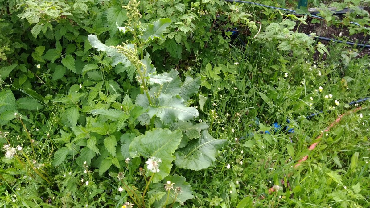 Конский щавель набрал бутоны, но ещё не зацвёл. самое время с ним расправляться.