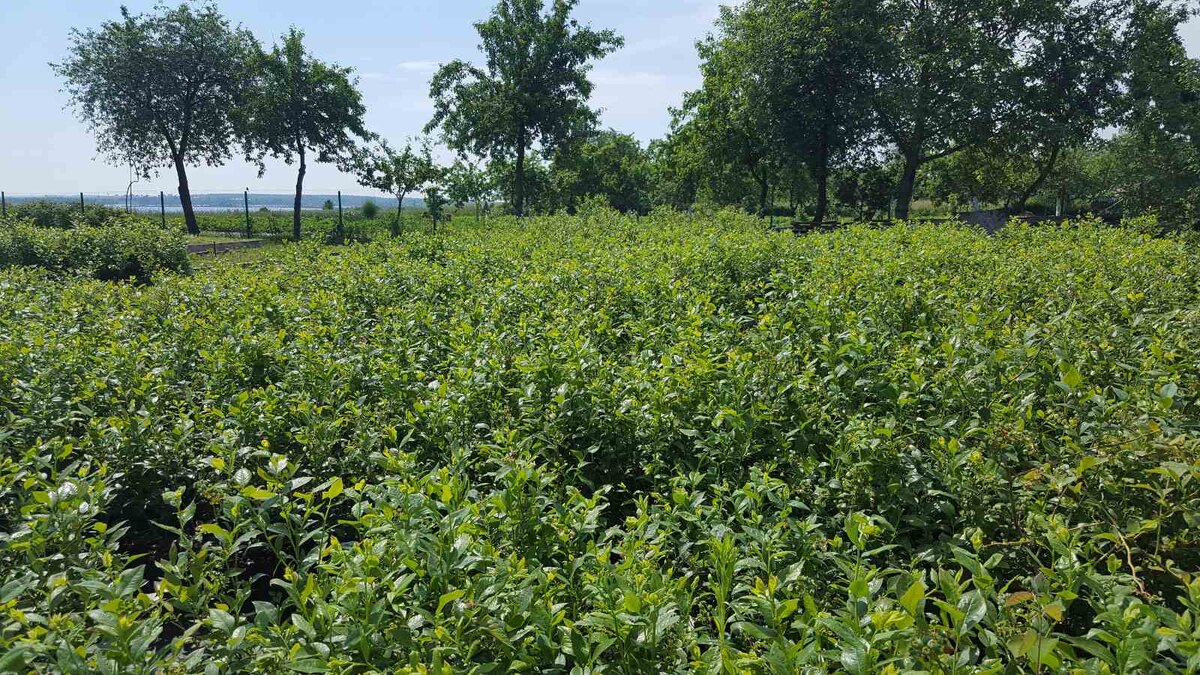 саженцы голубики после прополки