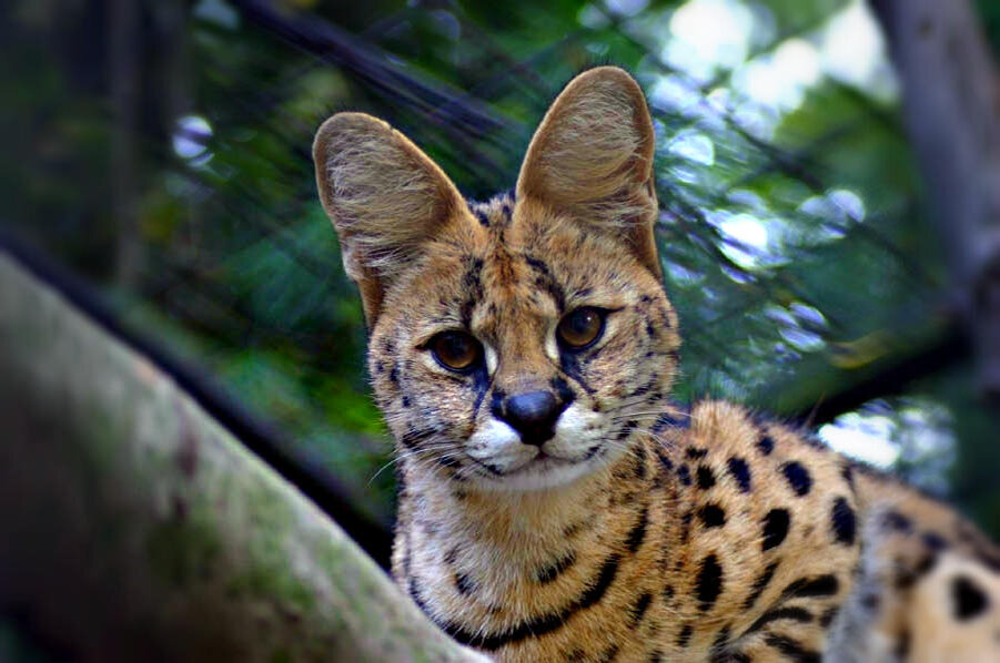 Африканский сервал (Яндекс картинки)