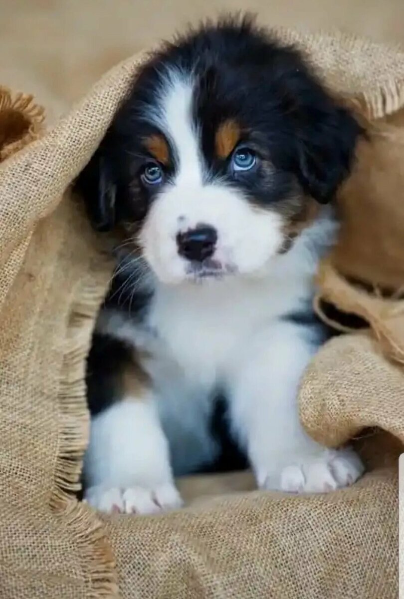 Как определить породу собаки, если на нее нет никаких документов? Вариантов не так уж и много, но можно все же попробовать разобраться, к какому роду и племени принадлежит животное следующими способами: 