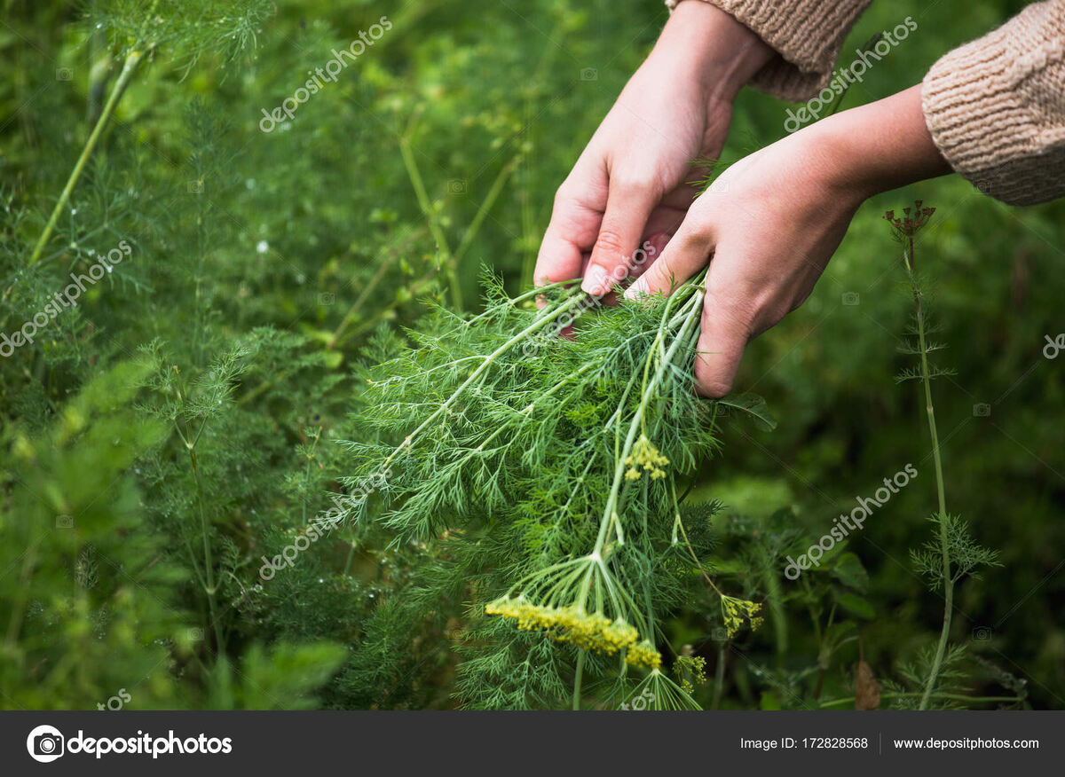 укроп , но не мой.