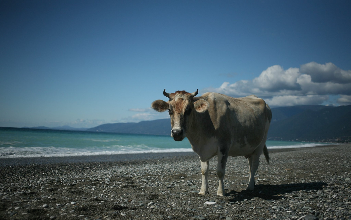 Телочка на пляже