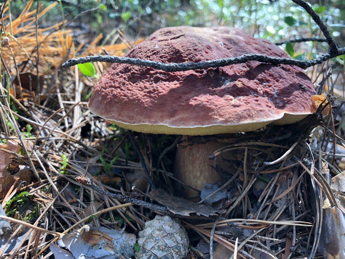 съедобные грибы донбасса фото