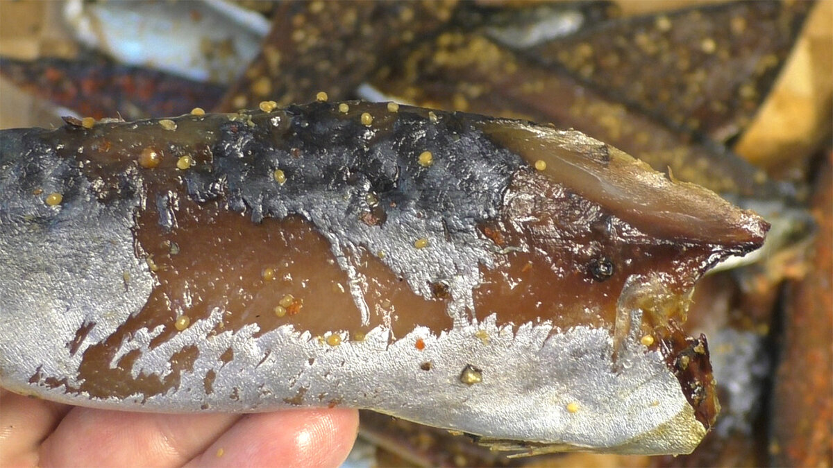 Скумбрия,балык из скумбрии,балык,