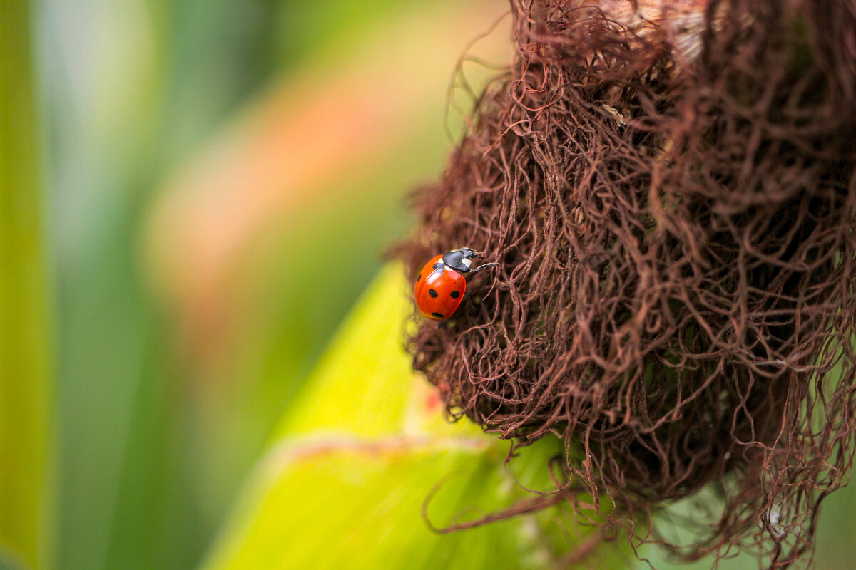  Снимал сам. Если хотите в хорошем разрешении к себе на десктоп - пишите к комментариях!