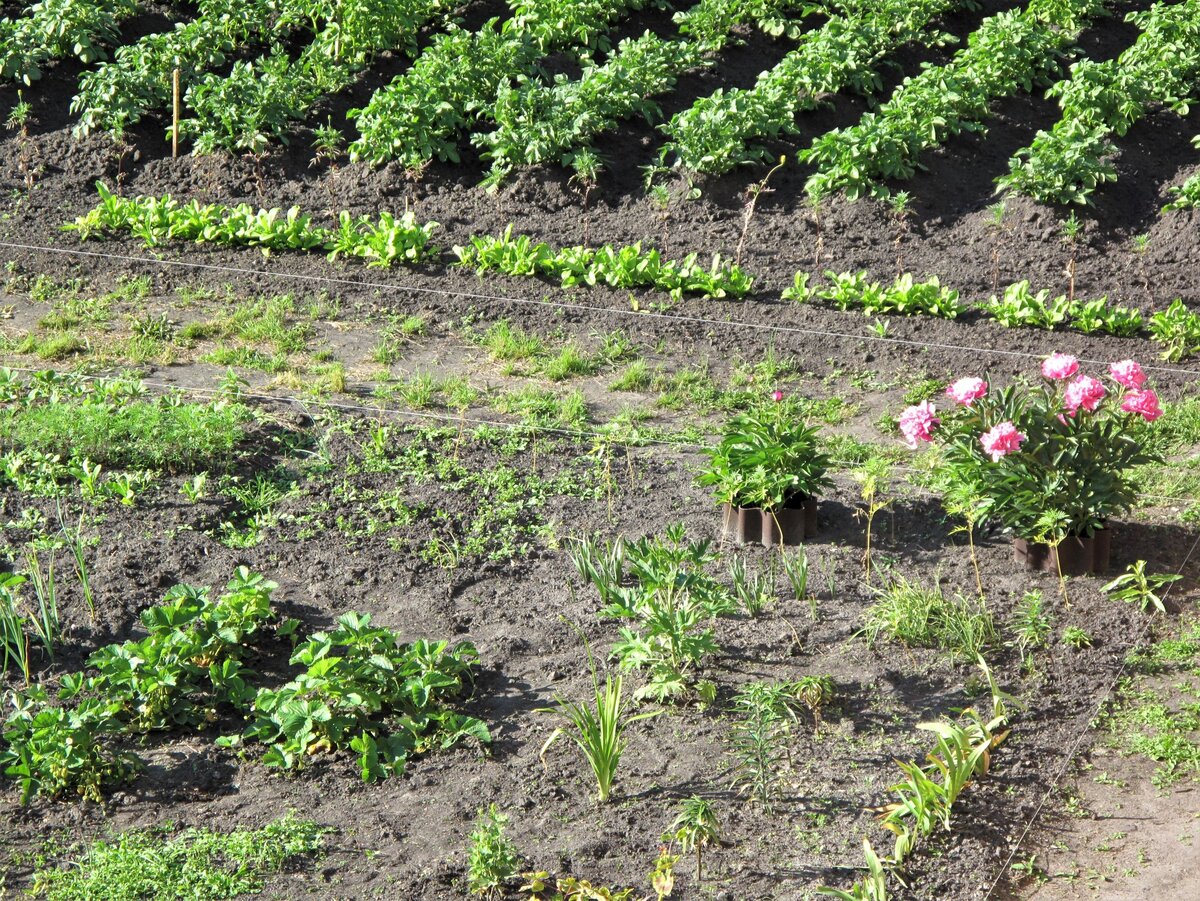 Здесь уже намечены будущие садовые дорожки (веревки натянуты).