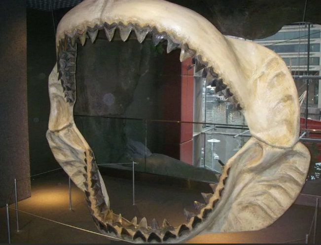 Ученые нашли зуб мегалодона, которому несколько миллионов лет