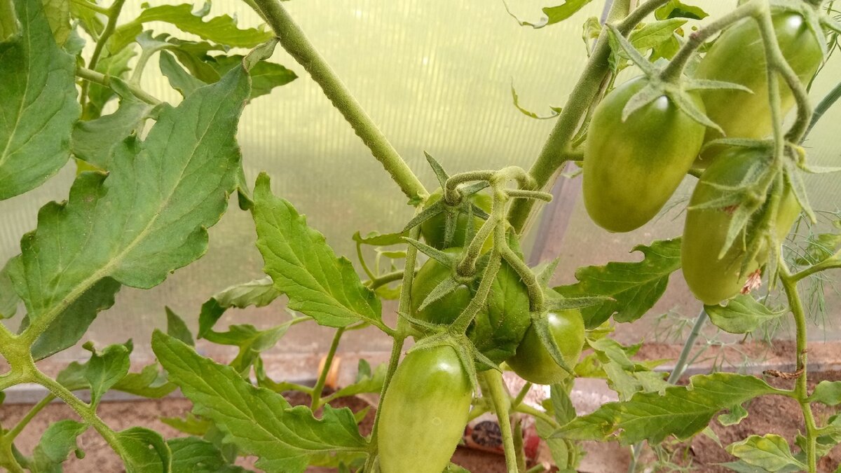 Чем подкормить томаты в июне-июле для получения крупных и сладких плодов