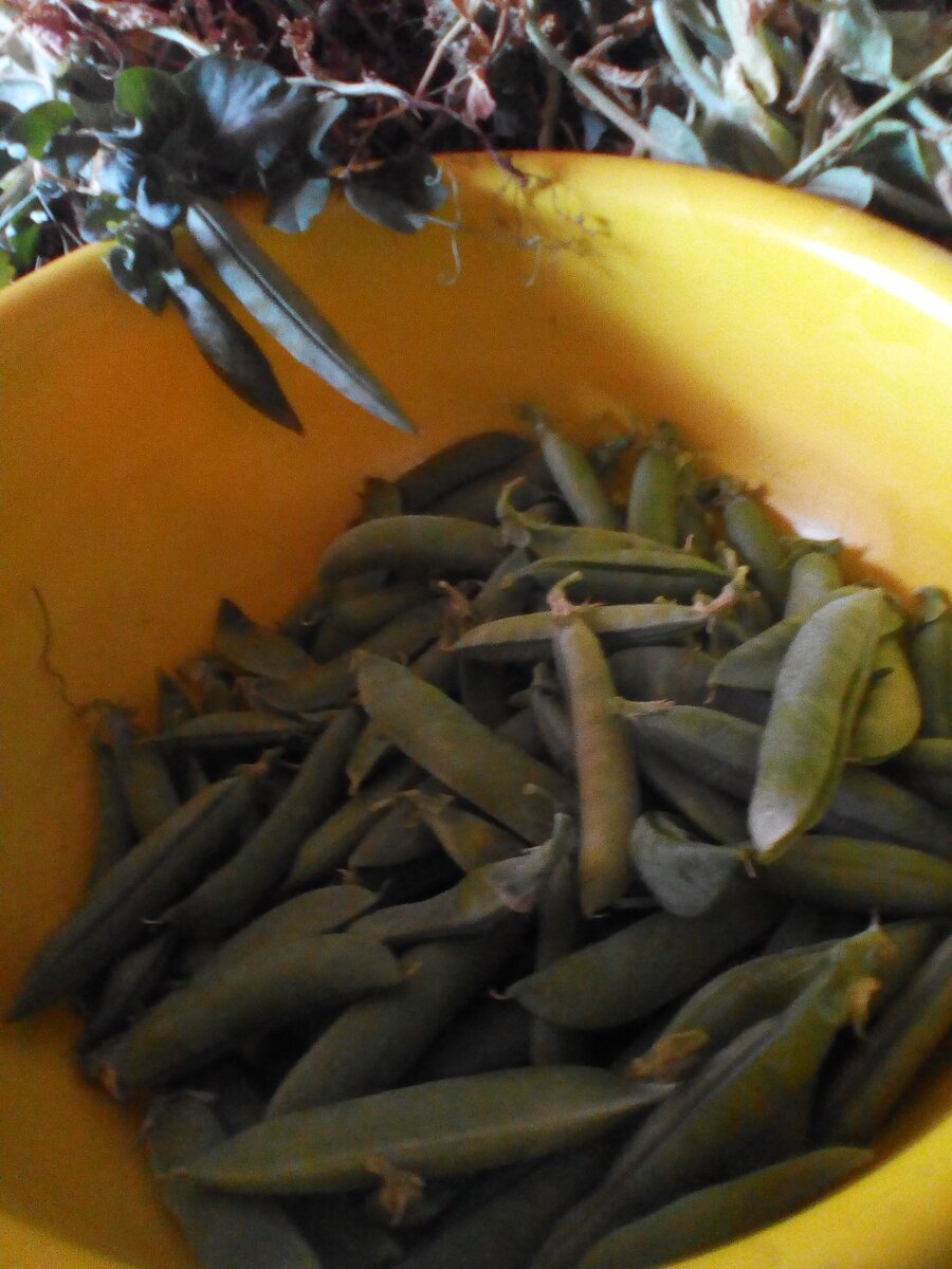 Горошек из моего огорода