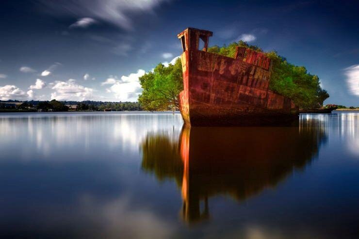 Плавучий лес, Австралия. Источник: Flickr / Rodney Campbell